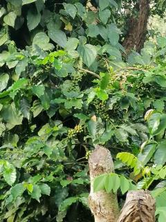 Vamoose Friendz Homestay - Sakleshpur - 7