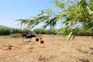 Marili Apartments Studios - 6