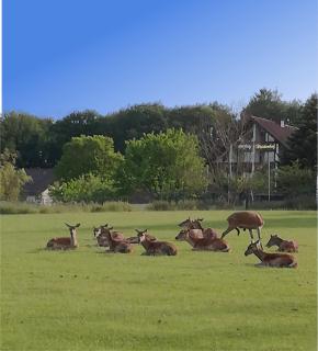 Hotel Heiderhof - Obersteinebach - 8