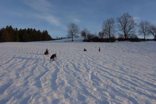 Ferienhof Hopfgärtle Müller - Bodnegg - 5