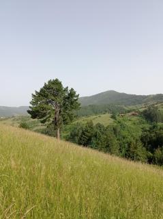 Laki Marjanovic - 0