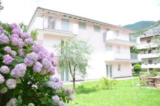Geranio-Buganville-Viola - Arco - 0