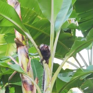 Pousada Canto De Imbassai - 4