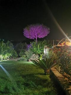 L'Angolo di Campagna - Piano di Sorrento - 2