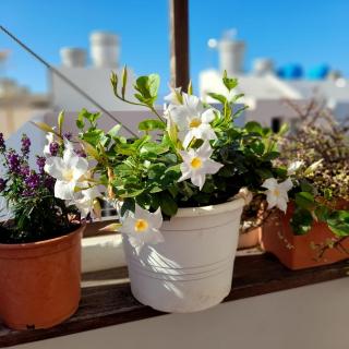 Casa Flores - Arrecife - 1