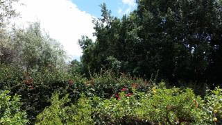 Villa Carmelas - Taormina - 1