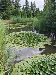 Hotelik pod różą - 1