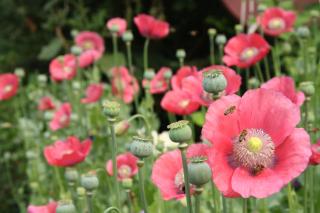 Poncet´sches Herrenhaus - Dresden - 1