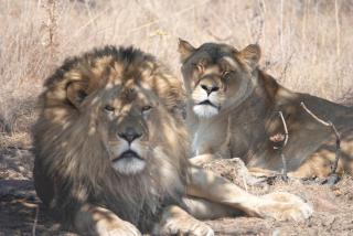 Schrikkloof Private Nature Reserve, home of The Lions Foundation - Bela-Bela - 5