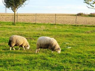 Maison chaleureuse à Fessenheim-le-Bas avec jardin clos 86 m² - 1
