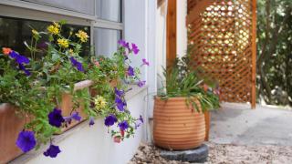 בין האלונים - 8