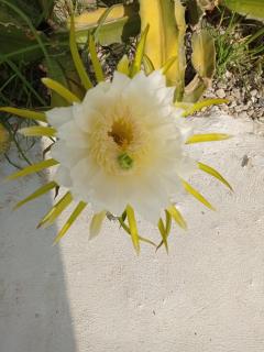 Villa Tokio con jacuzzi y piscina privada - 2