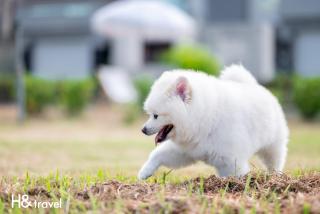 Taitung Rainbow Pet Friendly Maison Resort - Taïtung - 1