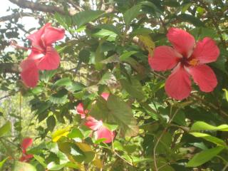 Casa Alegria, Piscina, 10 Hóspedes, 3 Suítes e Churrasqueira - 6