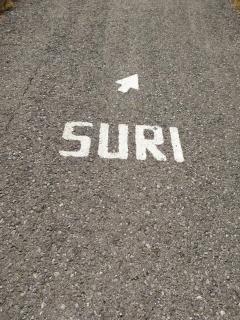 Suri - 3