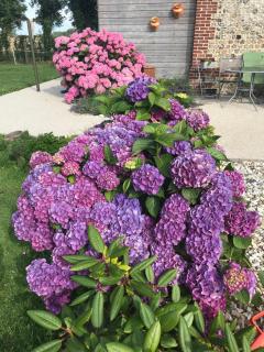 la grange aux hortensias - 3