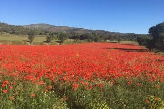 CA JOAN a VILLORES, Els Ports (País Valencià) - 1