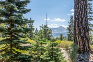 Mountainback 15 - Old Mammoth - 8