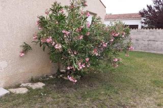 Maison vacances d'Oléron - 2