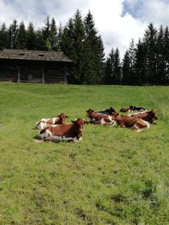 Haus Oswald am See - Hermagor - 5
