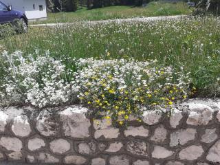 Milka - Žabljak - 1