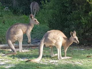 At Melaleuca 3 - Point Lookout - 6