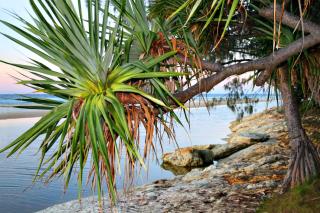 At Melaleuca 3 - Point Lookout - 5