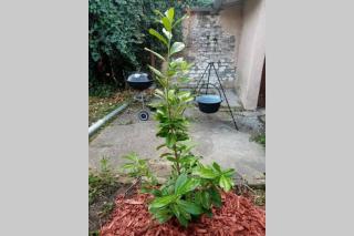 Mályva-ház Verőce - 0