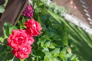 Villa Pipini Luxury Studios - Limenas - 3