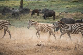 Sarova Lion Hill Game Lodge - Nakuru - 2