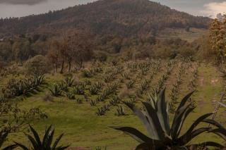 Glamping Octli - Santuario de las Luciernagas X NANTLI LIVING - Nanacamilpa - 7