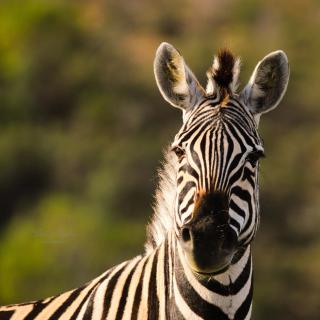 Hartenbos Private Game Lodge - Hartenbos - 7