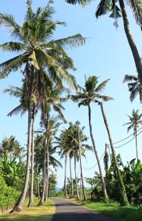 Tamu Seseh - Canggu - 5
