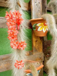 Pousada Recanto dos Ipês - Olhos D'água GO - 4