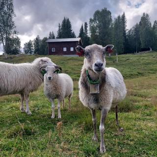 Villmarksgård, hytte ved vannet - Hattfjelldal - 8