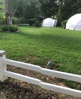 Panipa Organic Farm and Glamping - 5