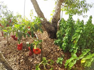 Finca Noya con piscina privada - 4