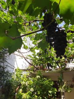 Vrenjo GuestHouse - Gjirokastër - 9