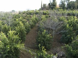 Baglio Delle Rose - Giarre - 6