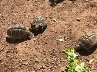 Les tortues vue mer - 3