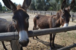 Agriostello Riparo - 2