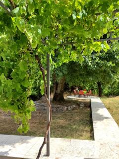 Celtis Shade House - Virpazar - 5