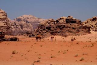 Lilian rum Camp &JeepTrips - Wadi Rum - 1