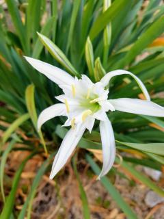 Lilia Apartments Каваци, Созопол - 8