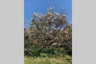 Vintage Apartment WOLF im Wadrilltal - Balkon Garten - 9