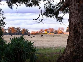 Minni Gums - Daylesford - 2