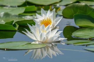 Bunica Maria - Guesthouse for birders - 6