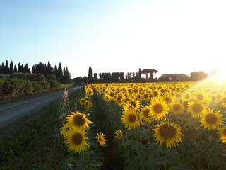 Il Bosco Agriturismo - Donoratico - 8