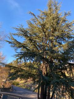 Le Courancon - Saint-Nectaire - 1