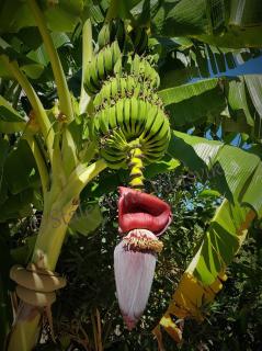 BELKA GOLF RESİDENCE Dublex BELEK - 4